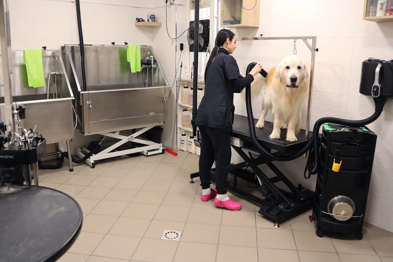 Toelettatura per cani a Bari: asciugatura di un cane su tavolo professionale nel nostro servizio di toelettatura